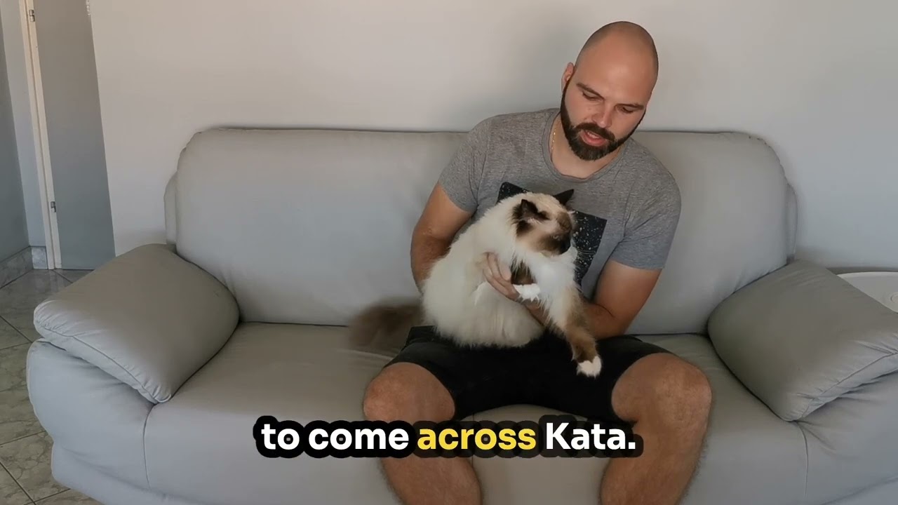 European Champion Saba Vlad – Owners talk about living with a Birman Saba Birman  Saba Vlad