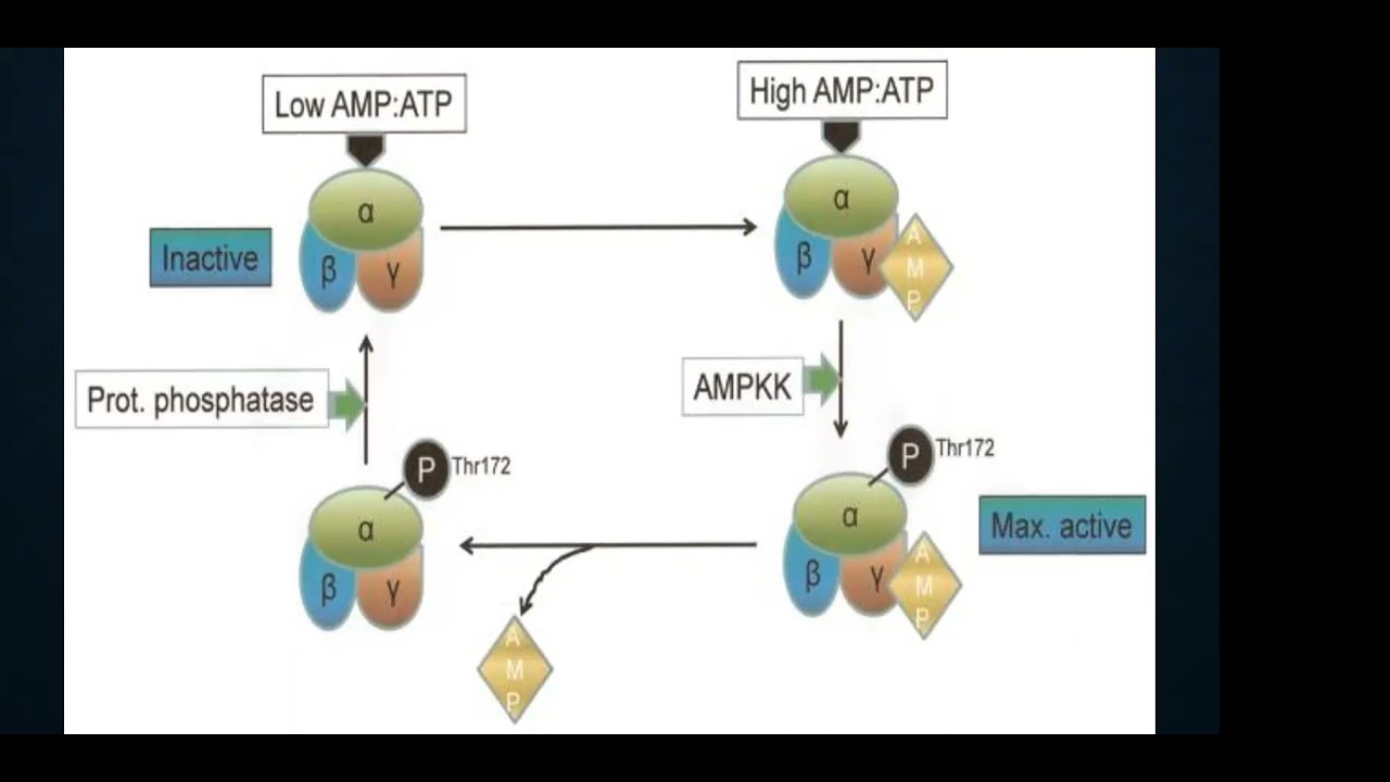 AMPK to Manage Chronic Diseases by Dr. Michael Karlfeldt