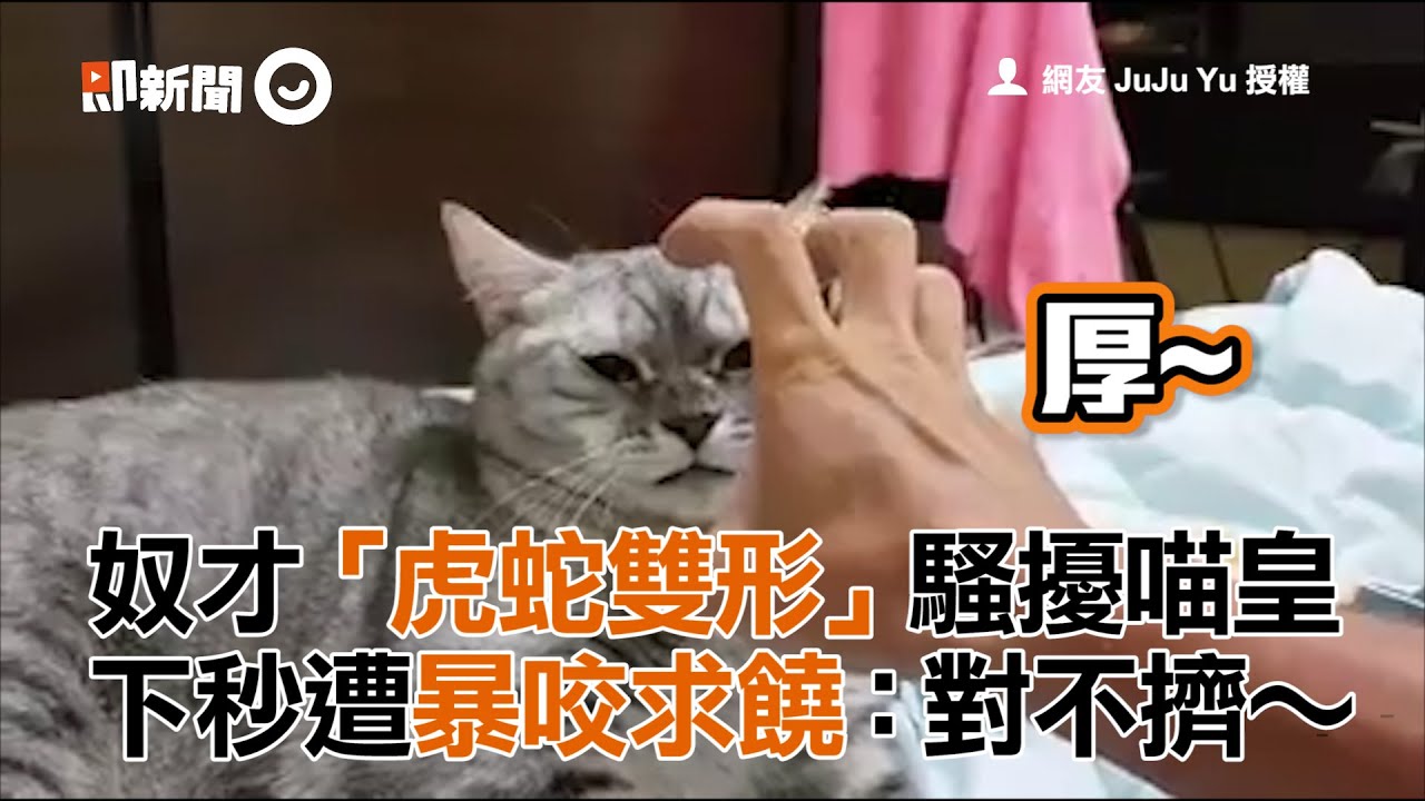 奴才「虎蛇雙形」騷擾喵皇 下秒遭暴咬求饒：對不擠～
