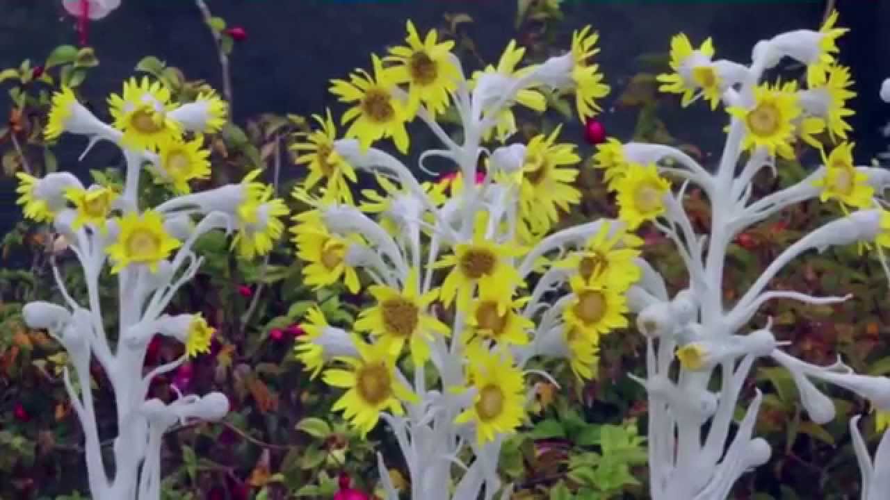 Páramo de Santurbán - Santander Colombia - TvAgro por Juan Gonzalo Angel