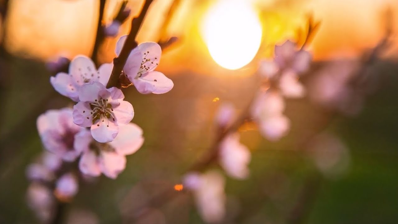Spring Picnic 🌱 따뜻함이 가득한 고향과 보금자리처럼, 편안한 쉼을 전하는 힐링음악, 치유음악