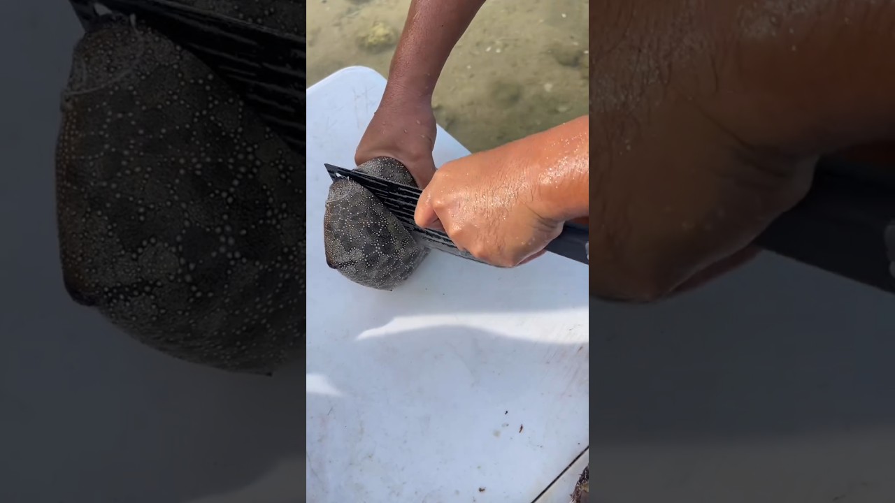 Onthulling van de geheimen van zeeschelpen | Experiment met het doorsnijden van schatten uit de oceaan! 🌊⭐