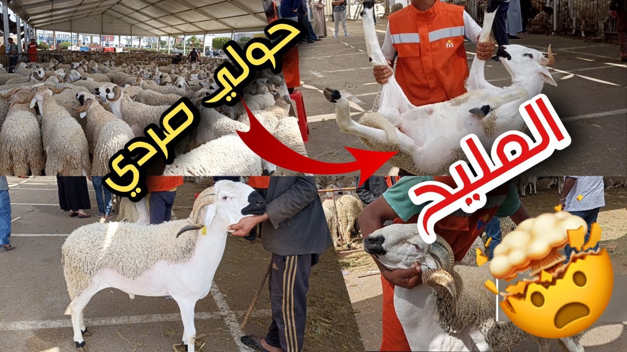 أضحية عيد الأضحى🐏في سوق مرجان أكادير 🐏أثمنة الحولي الصردي و البركي