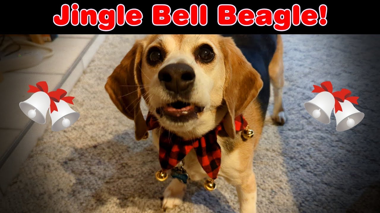 Jingle Bell Beagle!