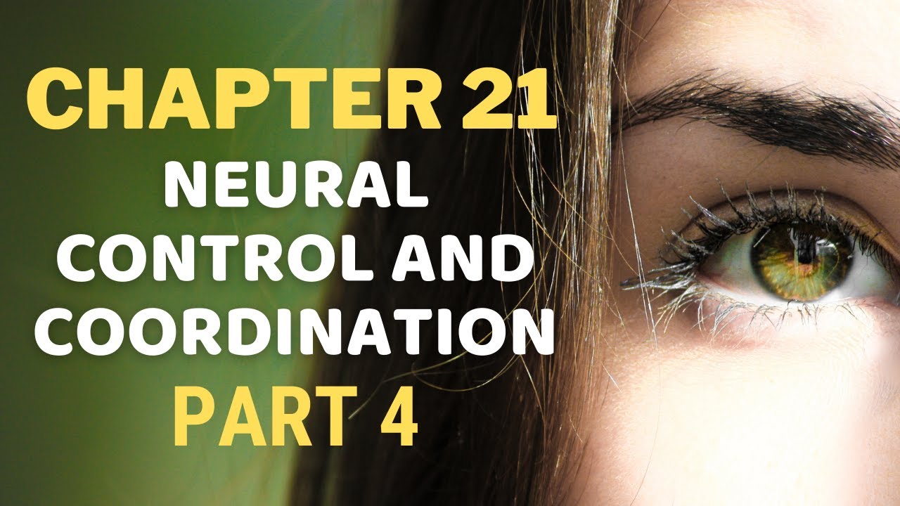 NEET Biology Class 11 Chapter 21 Neural Control & Coordination Part 4