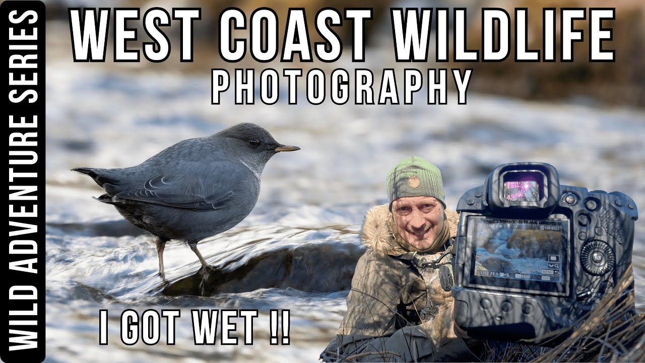 I GOT WET!! WEST COAST WILDLIFE PHOTOGRAPHY | Jaspers Alberta | Canon R3 & RF100-300 L IS