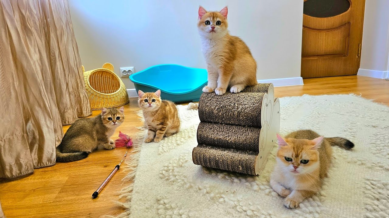 Bassya is always happy to play with her kittens. Honey, Flan and Croissant are very happy