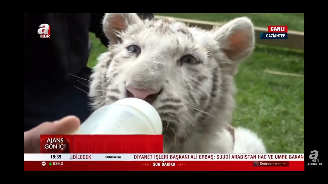 Albino Bengal Kaplanı Gaziantep'te - Mehmet GEÇGEL