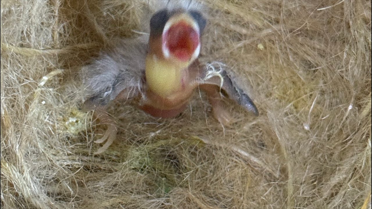 FEEDING BABY CANARY LIVE