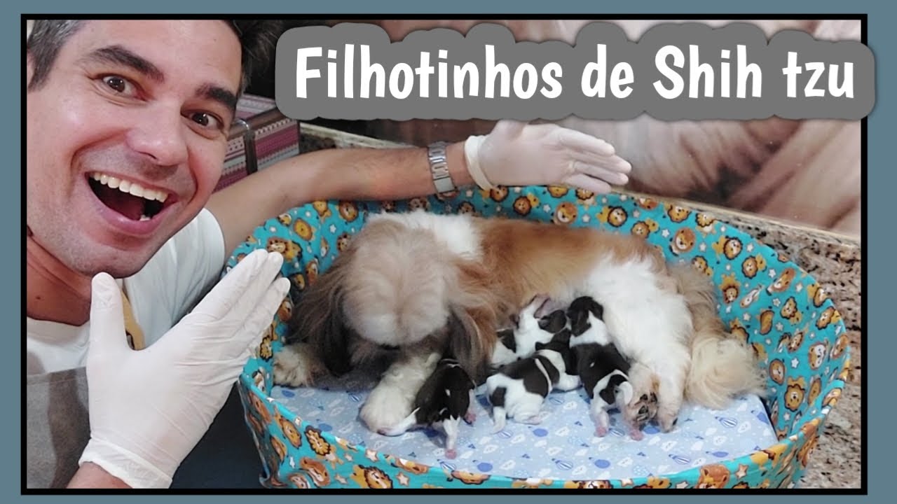 FILHOTES DE SHIH TZU