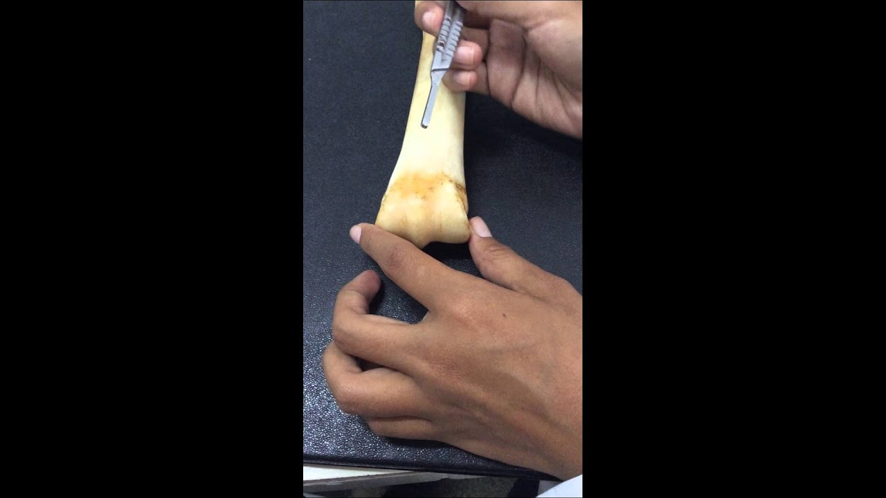 Anatomía Metacarpo Equino y Bovino