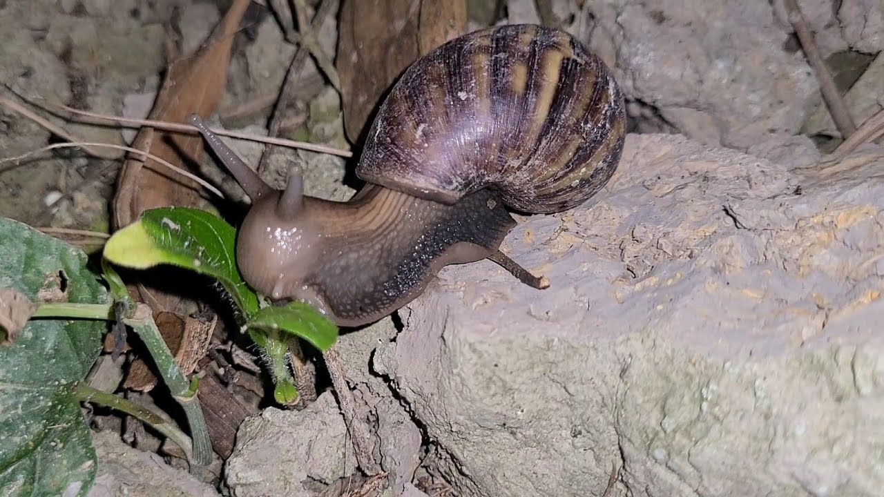 Khám Phá Ban Đêm Phát Hiện Ốc Sên Và Con Cóc Nhìn Tiếu Quá
