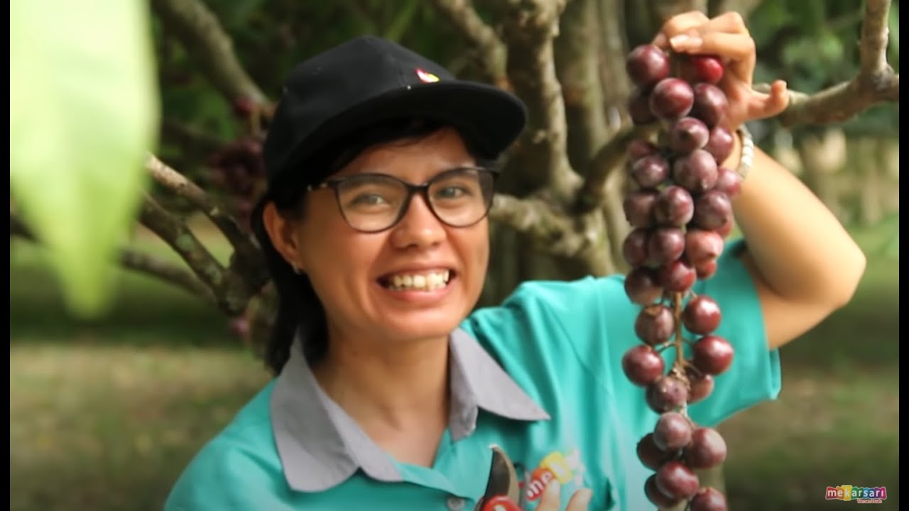 Panen Buah Langka CEREMAI LANDA yang Nikmat | #VlogMekarsari #mekarsariexplore