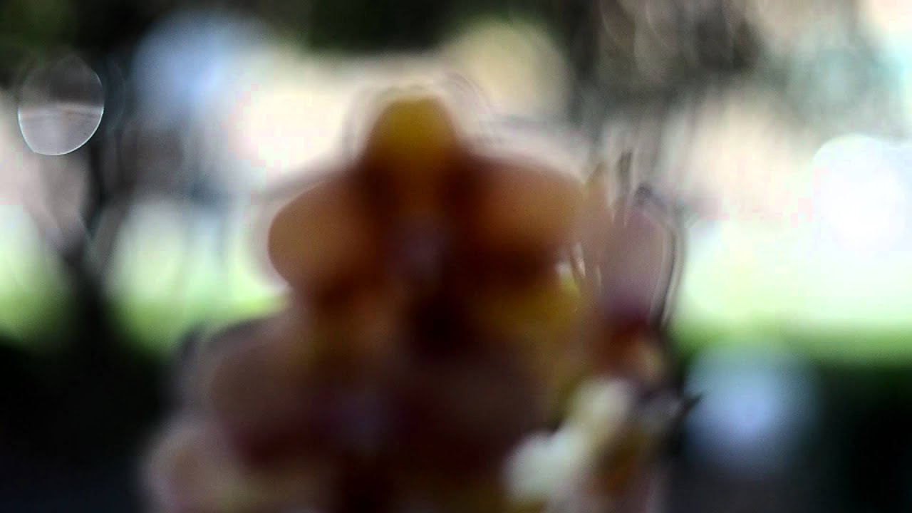 Nikon D7000 Bokeh test - Nikkor-S 55mm 1.2