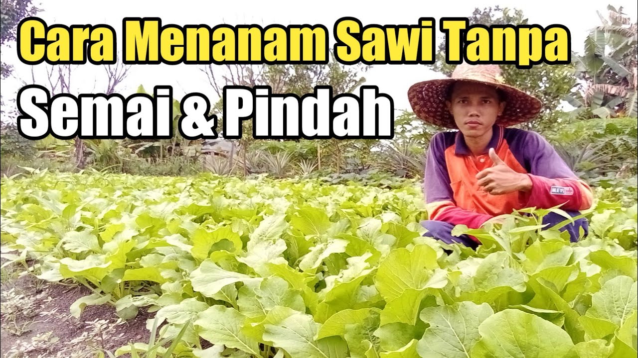 Cara Menanam Sawi Tanpa Semai & Tanpa Pindah