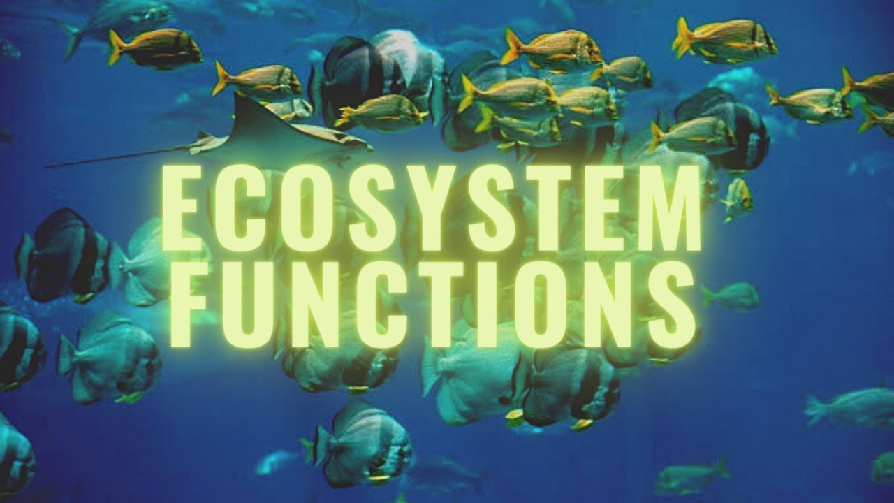 005: Functions of Ecosystem #Ecology #Ecosystem