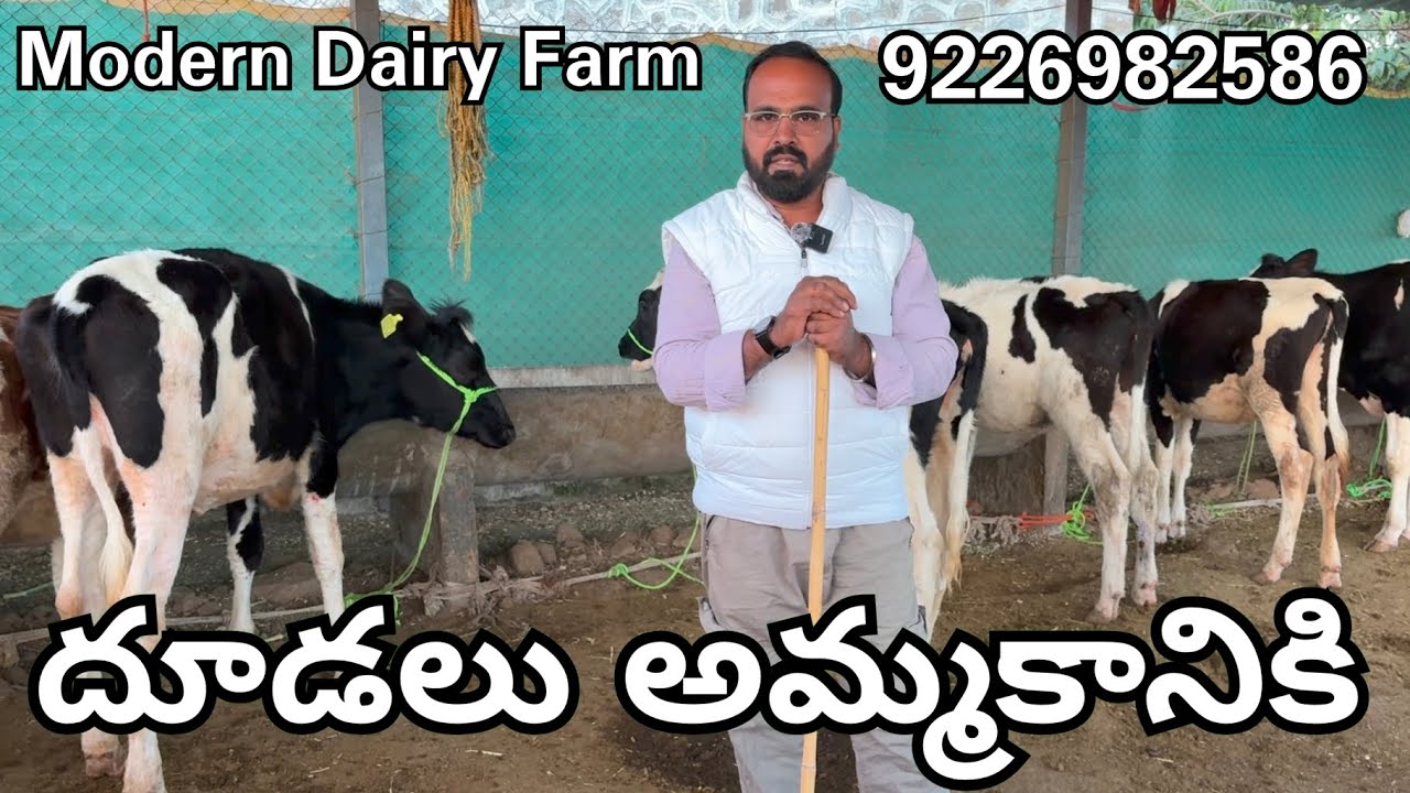  Calfs For Sale Modern Dairy Farms 🐄 promotions 7569202189
