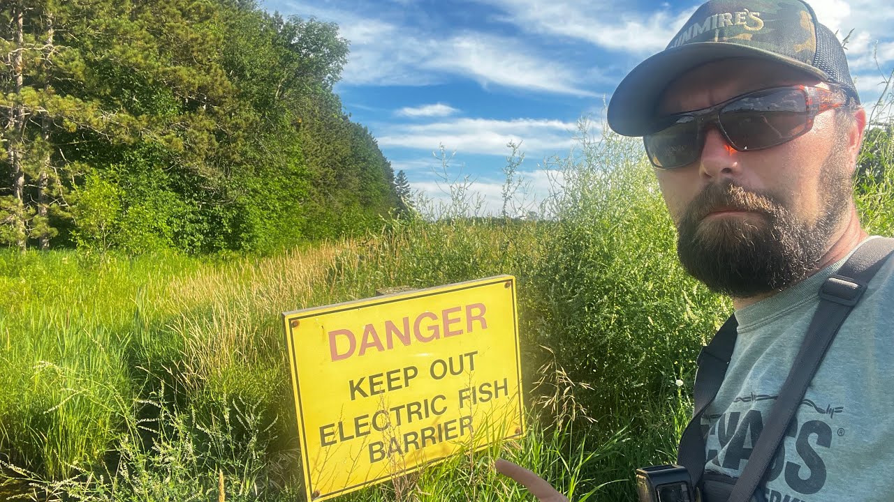 Didn’t Expect This Many Big Fish Hiding Under The Road!