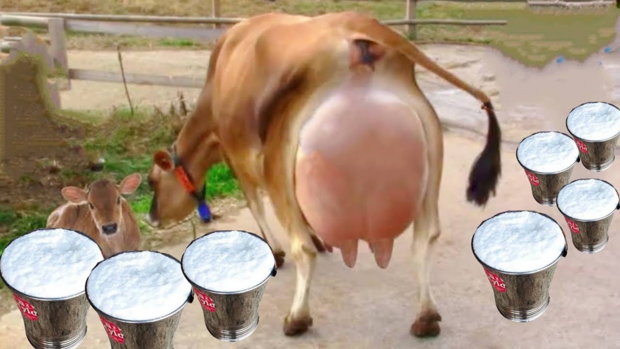 गाय-भैंस का दूध कैसे बढ़ाएं? 100% असरदार उपाय | Best Milk Increasing Home Remedy