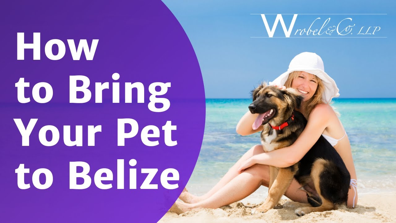 How To Bring Your Pet To Belize