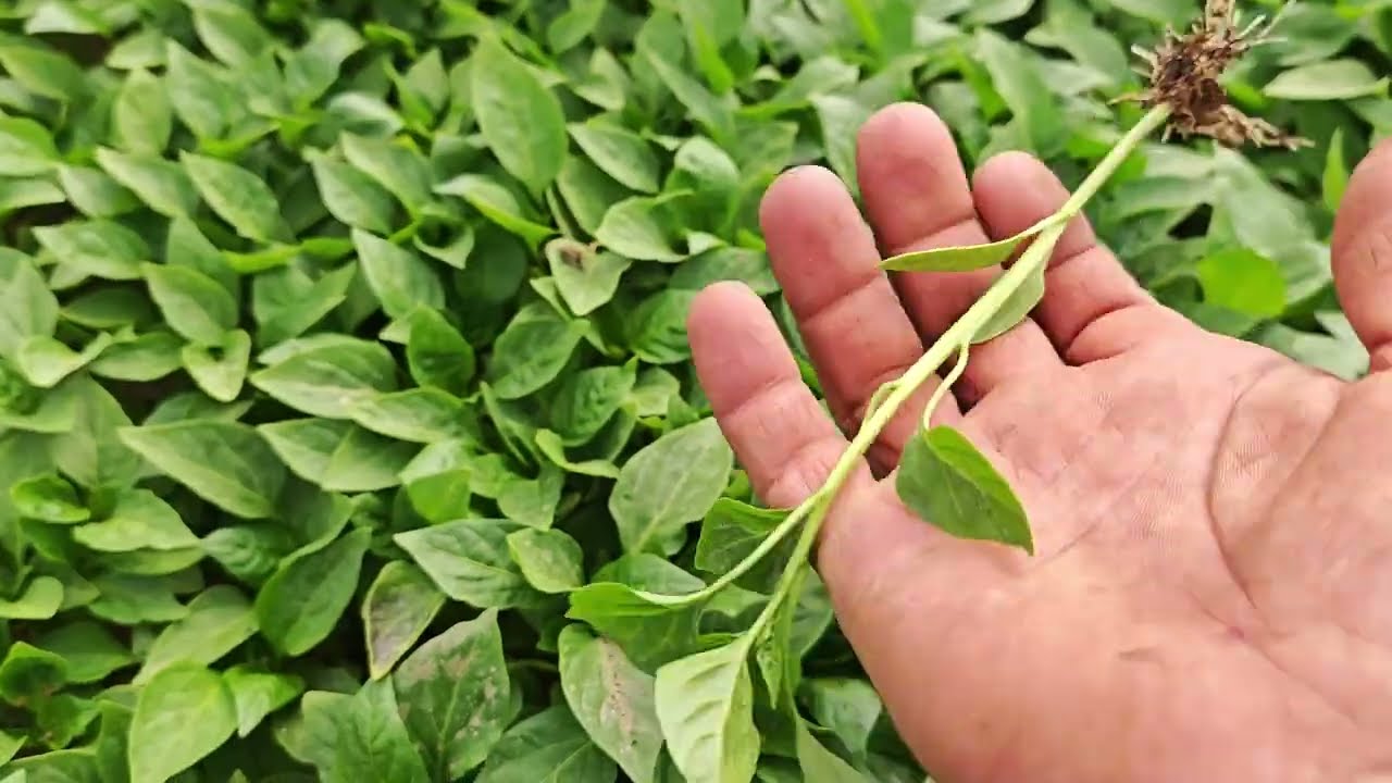 Biber fidesi bakımı ve ilaçlaması