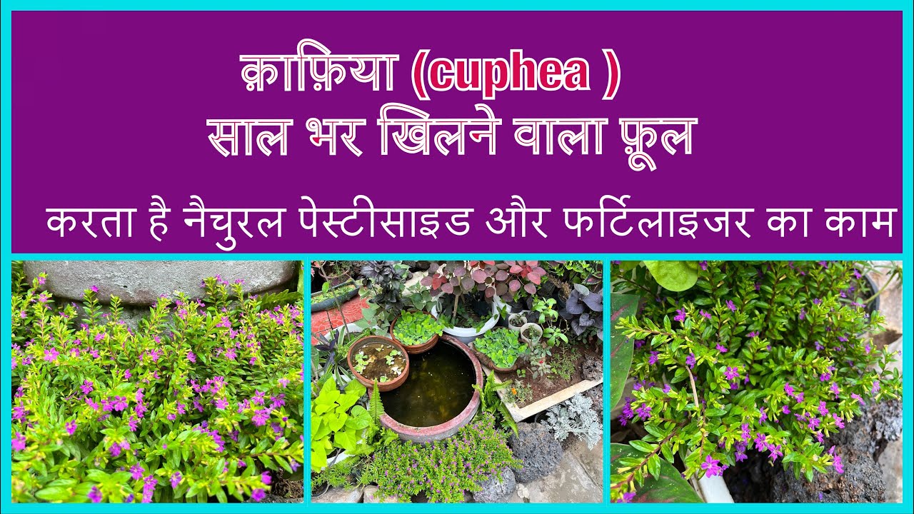 All about cuphea / lavender lace pant साल भर फूल देने वाला क़ाफ़िया , बनाता है गार्डन को पेस्ट फ्री