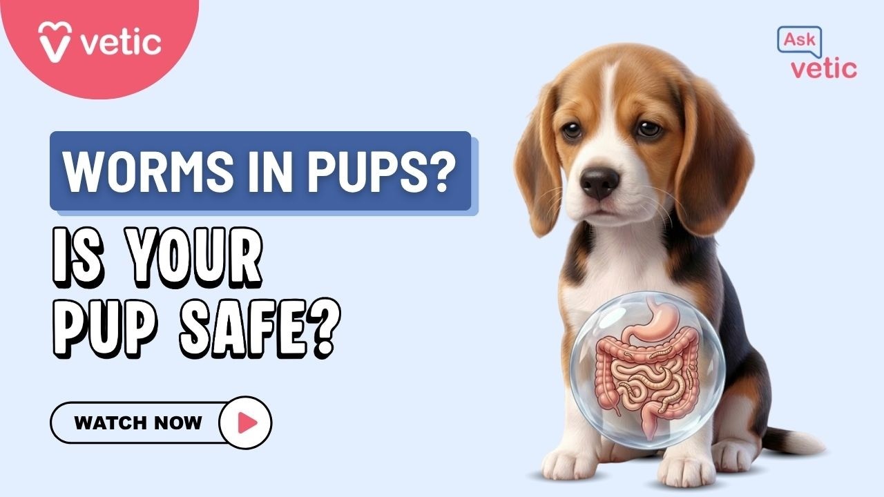 Puppy & Dog Deworming Guide | Vet-Approved Deworming Facts