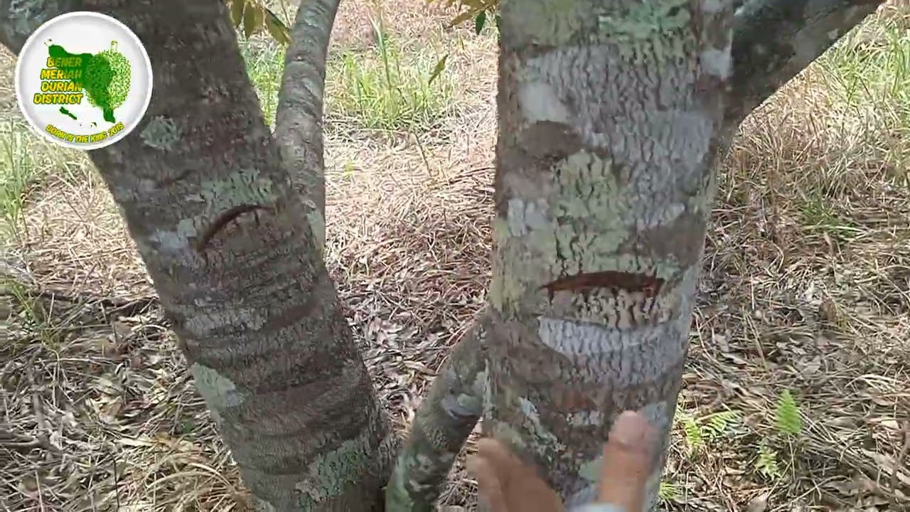 AKIBAT DURIAN MK TIDAK DI PRUNING DARI KECIL
