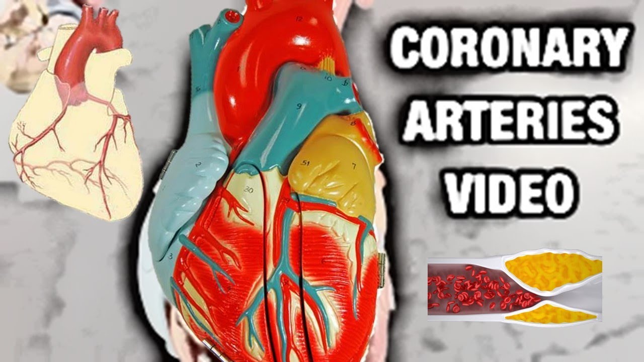 Coronary Artery Video w/ subtitles - Human Anatomy - Ohio University