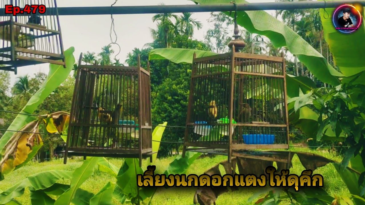การเลี้ยงทำให้นกดอกแตงร้องดุและร้องคึก เข้าใจธรรมชาติของนกดอกแตง(Stripe-throated Bulbul)