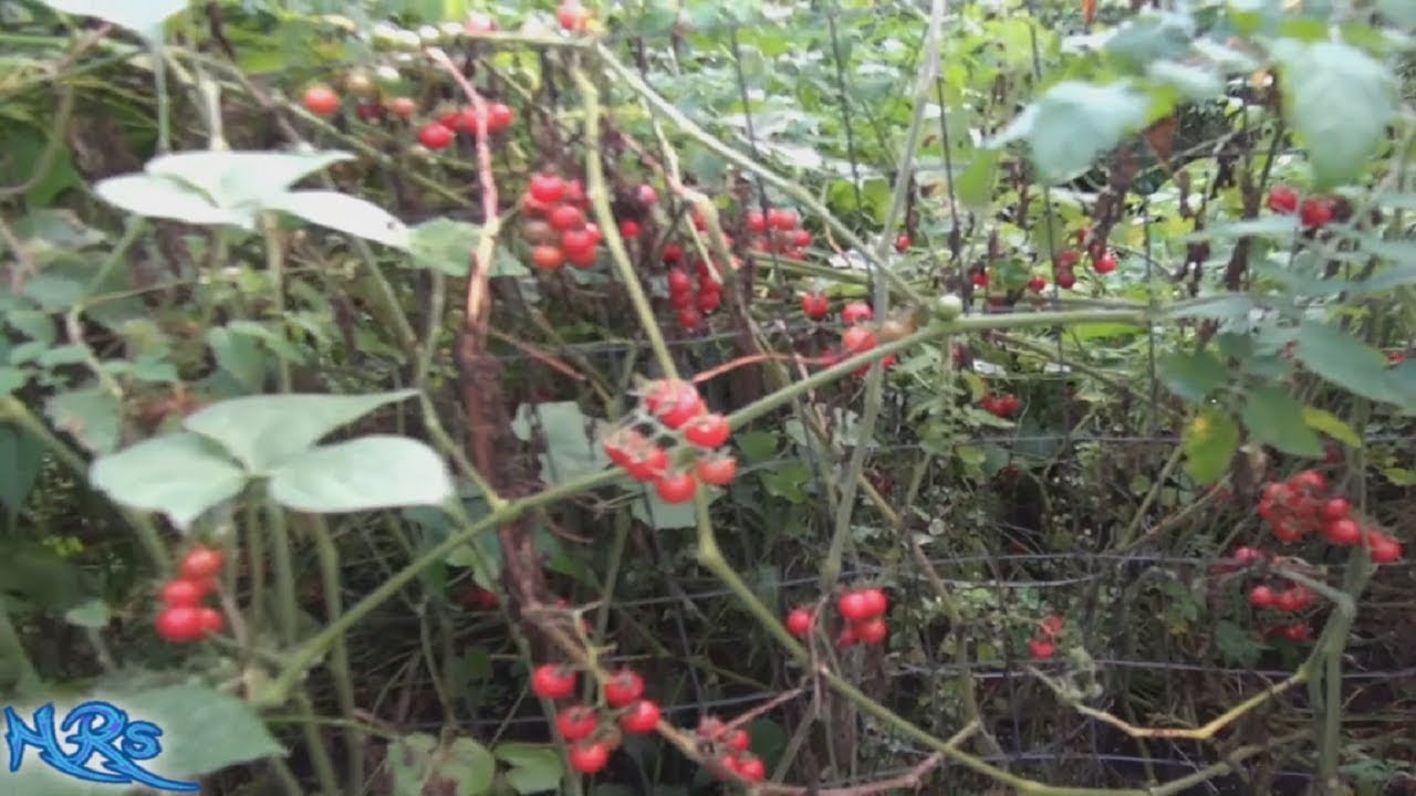 ⟹ Everglades Tomato | Solanum pimpinellifolium | DON