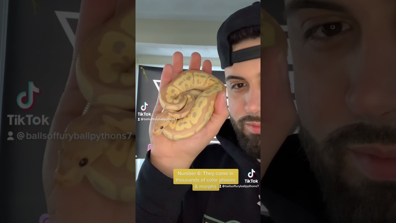 Мои 10 главных причин, почему королевские питоны &mdash; отличные питомцы #ballpython #royalpython #rep...