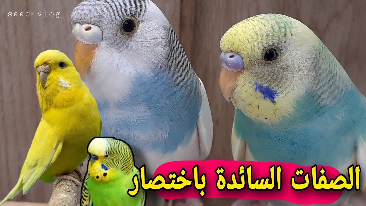 تعرف على إسم كل طفرة و ماذا تعطي في إنتاج علميا 😉 | الصفات السائدة الحلقة 1