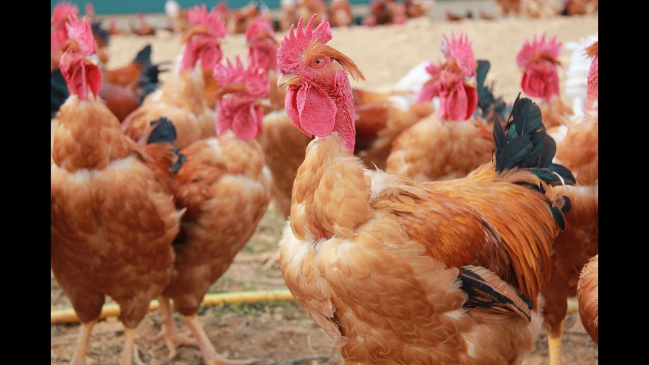 Páramo del Cid Pollos Corral y Capones Hecho en CyL