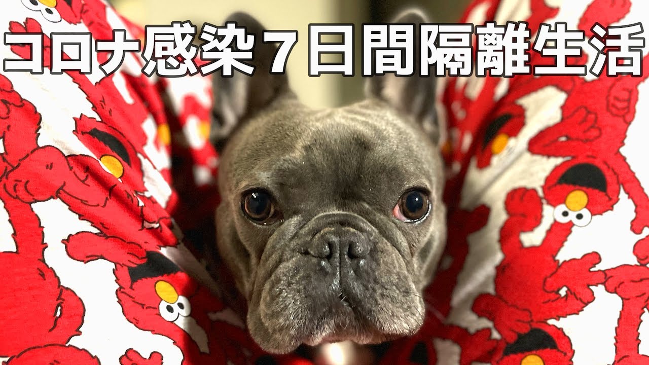 海外一人暮らし男と愛犬の完全隔離生活はどうした？【コロナ感染】