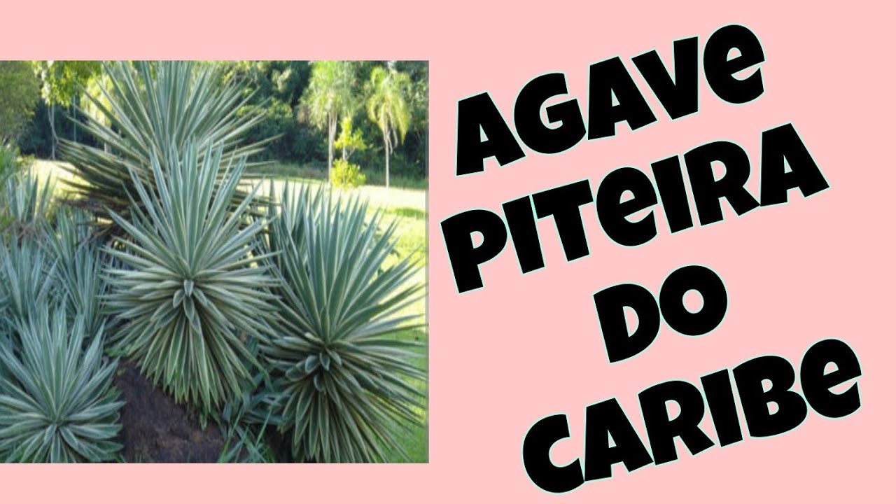 Piteira do Caribe:uma planta r&uacute;stica #plantas