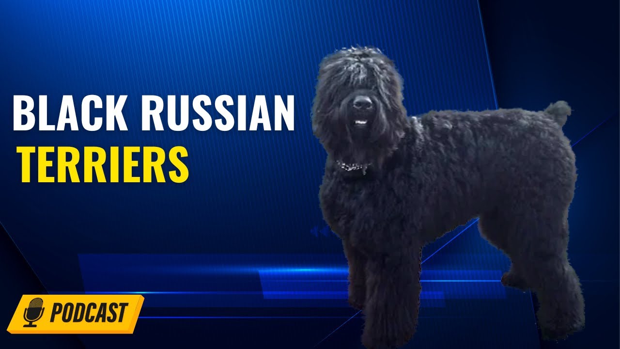 Episode 78: Black Russian Terriers -  Christine Robinson from Black Beard  Black Russian Terriers