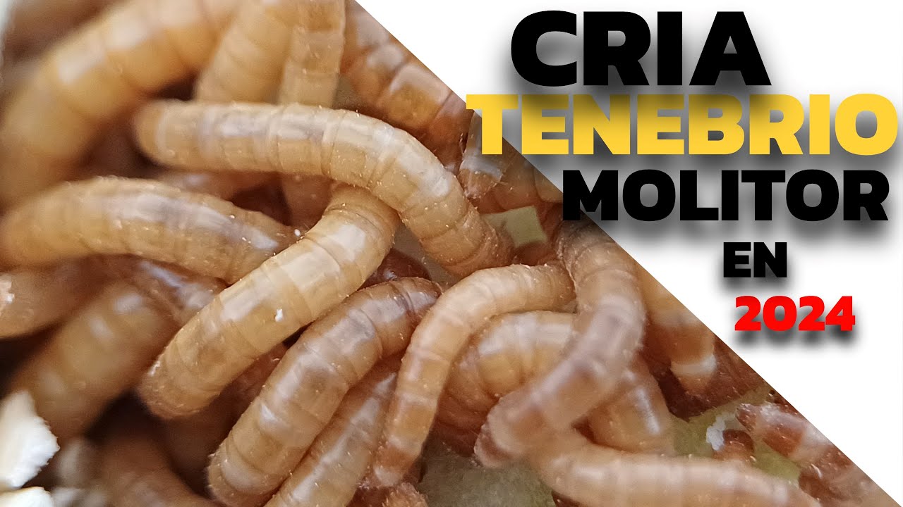 ¿Quieres AHORRAR DINERO?Aprende a criar tus propios gusanos TENEBRIO MOLITOR en casa