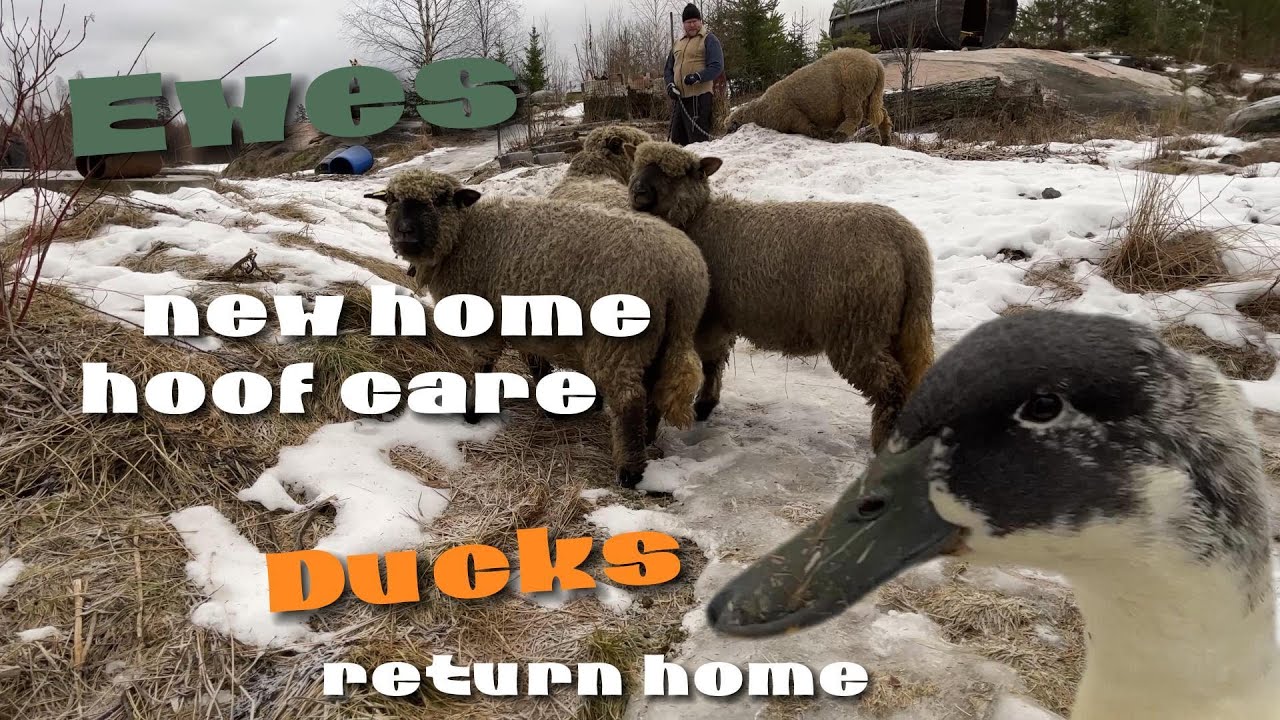 Uuhet uuteen halliin ja ankat palaavat kotiin | Ewes move to a new home