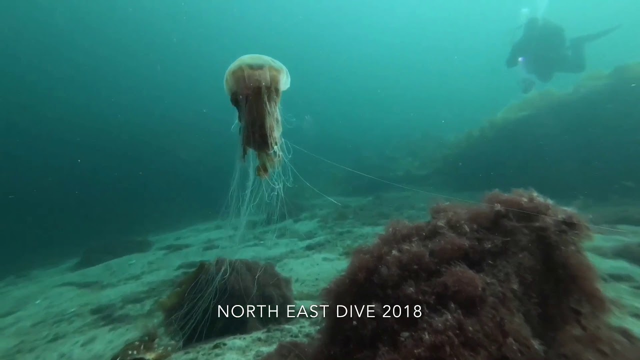 Great Scottish Diving 2018