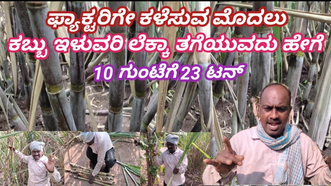 ಎರಡನೇ ಕುಳೆ ಕಬ್ಬು 10 ಗುಂಟೆಗೆ 23 ಟನ್ ಇಳುವರಿ 11 ತಿಂಗಳಲ್ಲಿ || organic fertilizer sugarcane || ಸಾವಯವ ✅️