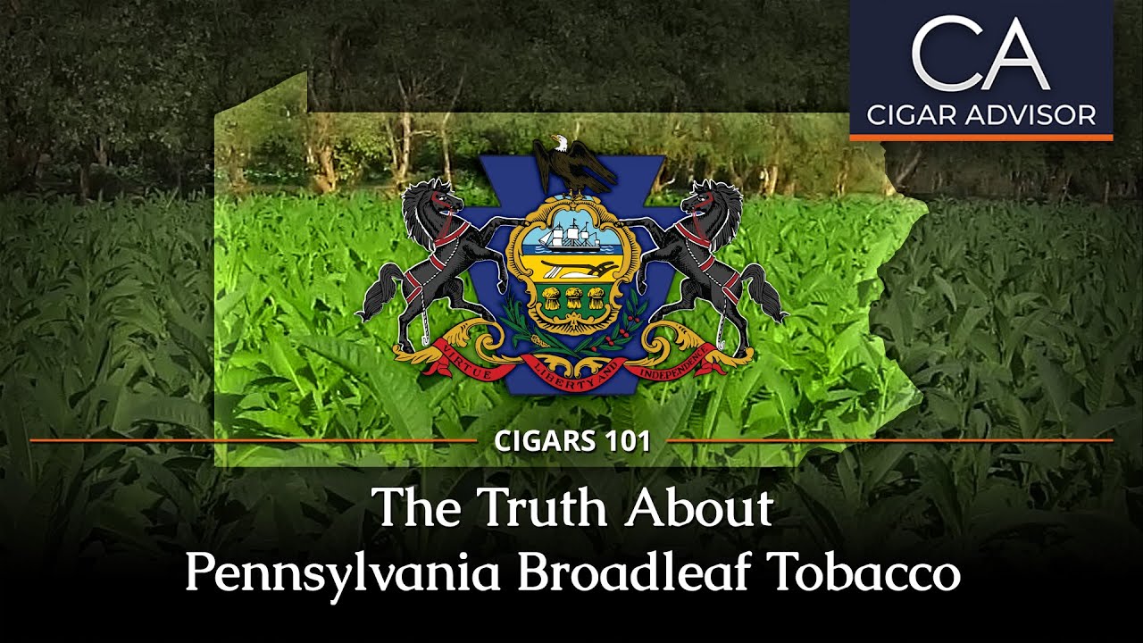 The Truth About Pennsylvania Broadleaf Tobacco
