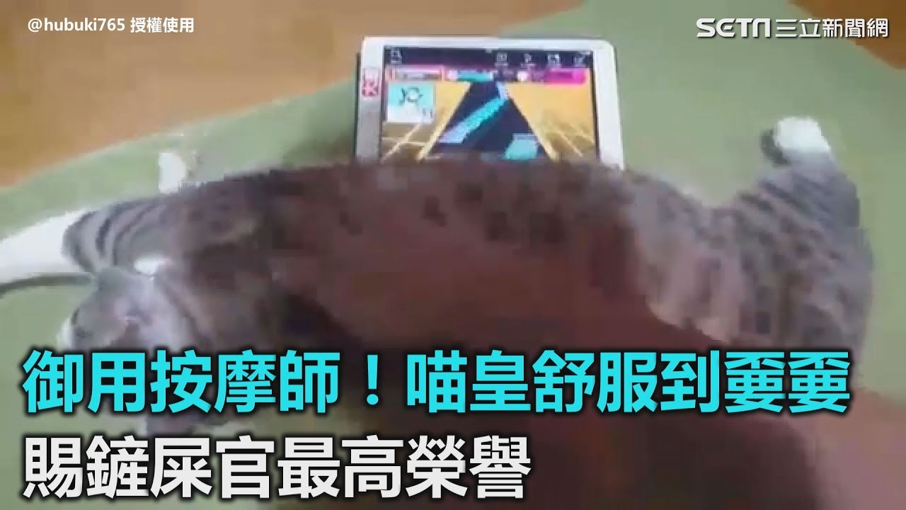 御用按摩師！喵皇舒服到嫑嫑　賜鏟屎官最高榮譽｜三立新聞網SETN.com