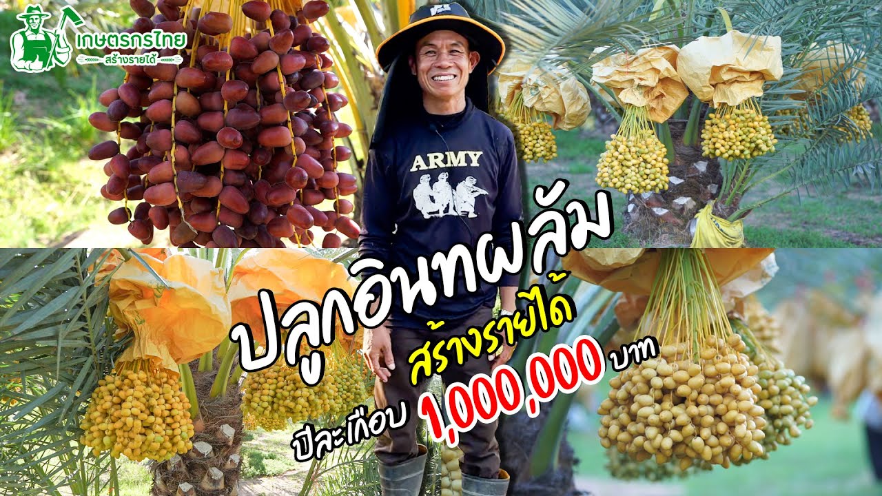 ชมสวนเกษตรกรไทย l Ep70 ตอน เกษตรกร ภาคอีสาน ปลูกอินทผาลัม สร้างรายได้ ปีละ 700,000 บาท