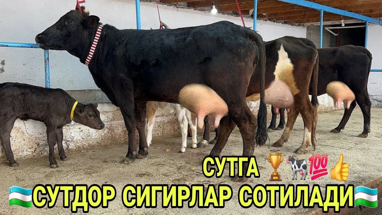 САРВАРБЕКДАН 1- 2- БОЛЛАРИ СУТГА ЧЕМПИОН СУТДОР СИГИРЛАР СОТИЛАДИ SOTILADIGON SIGIRLAR 14 марта 2026