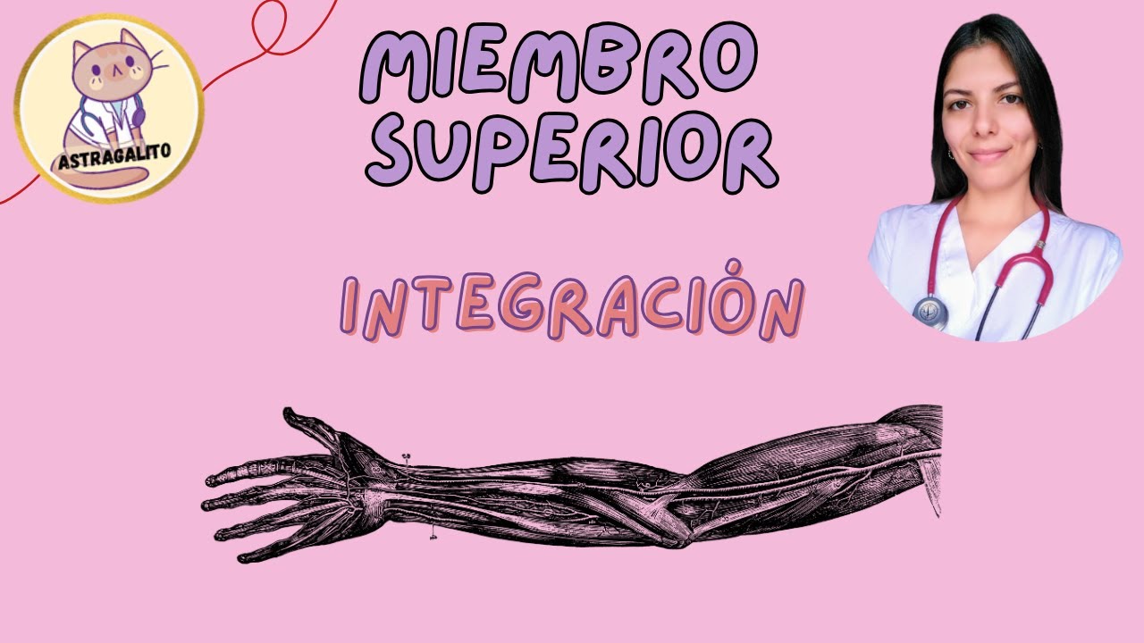INTEGRACIÓN HOMBRO Y BRAZO | ANATOMÍA - UBA