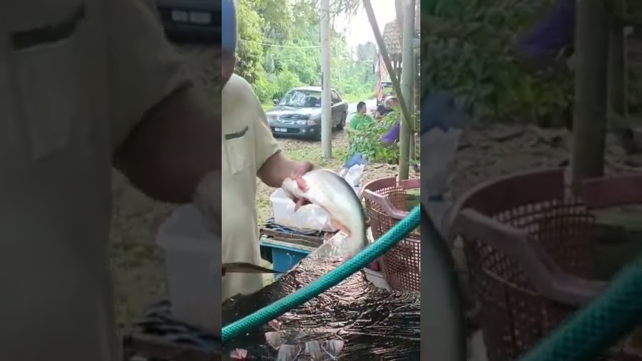 Siang ikan patin dititian sebentar..