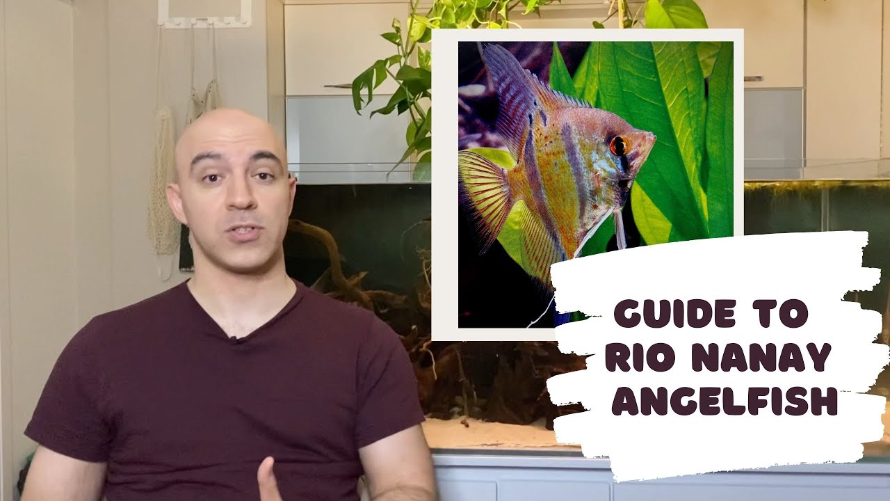Guide to Rio Nanay Angelfish (Peruvian Altum)