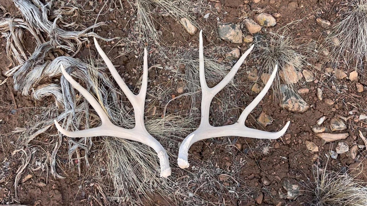 Deer Shed Hunting Part 4