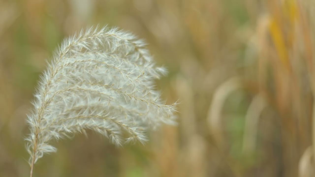 Tenderly Winds - Classical Music Female Opera - By Beethoven Stars